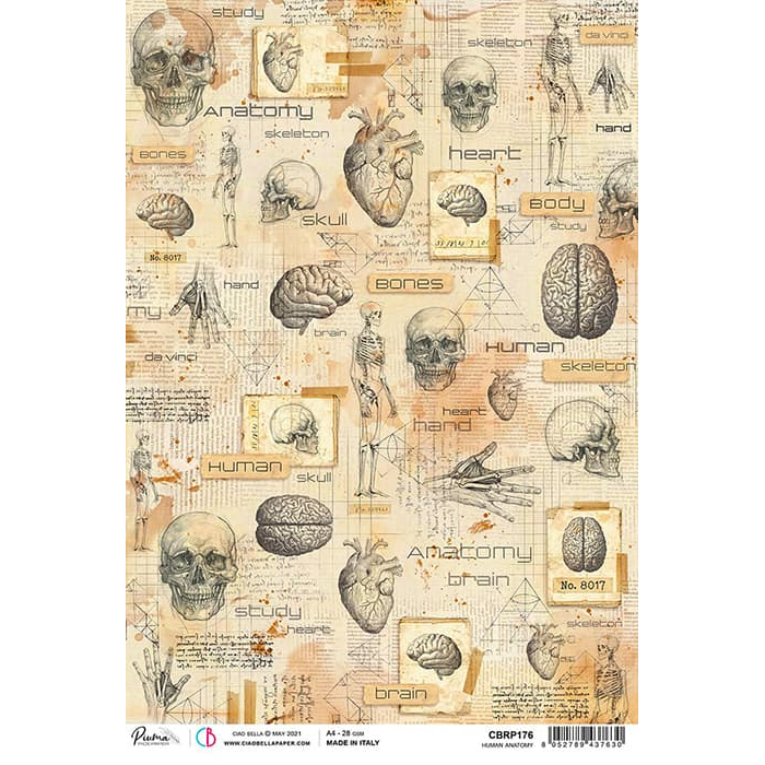 Ciao Bella Papier de Riz A4 Anatomie Humaine