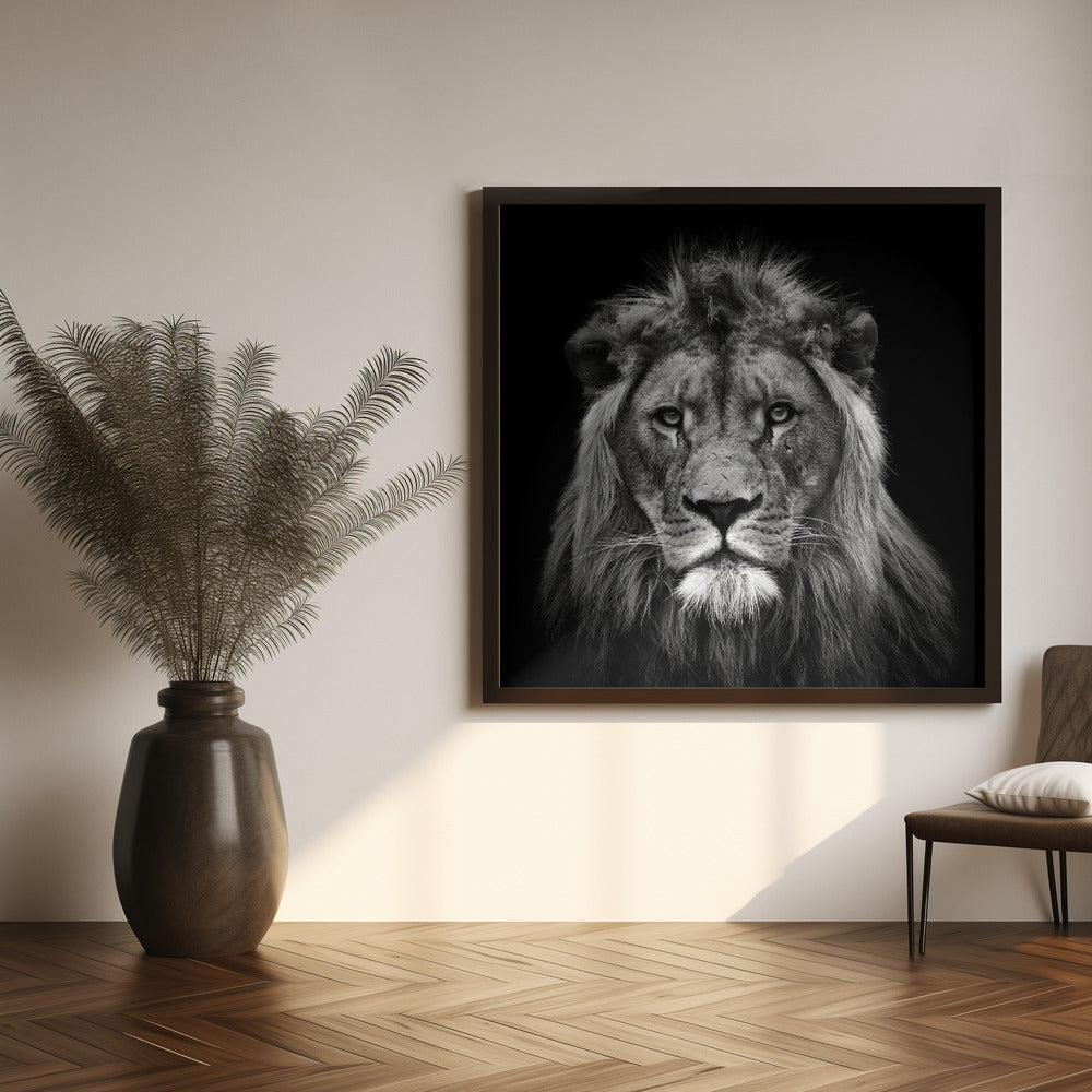 Art mural Impression sur toile jeune lion mâle