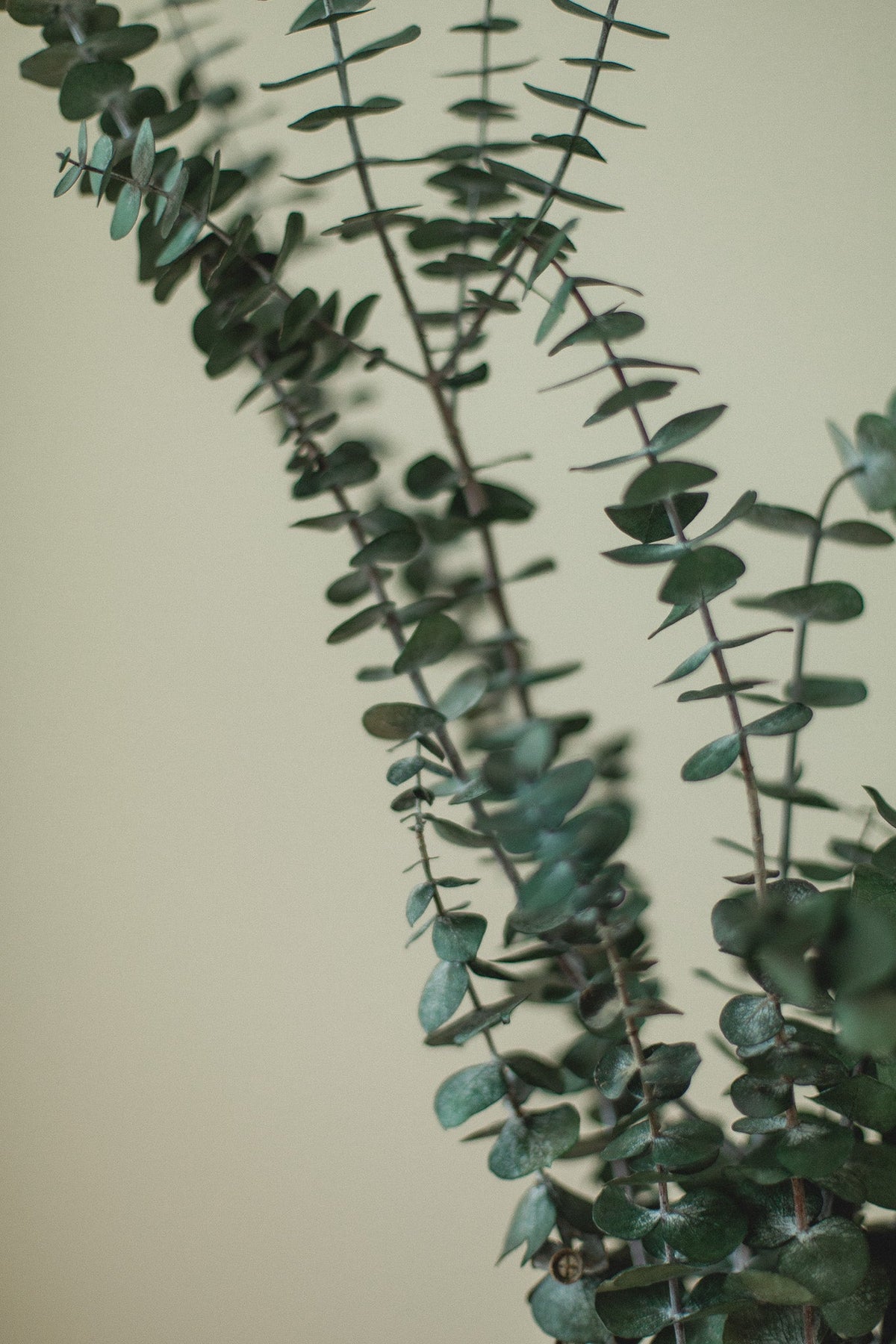 Eucalyptus nain italien