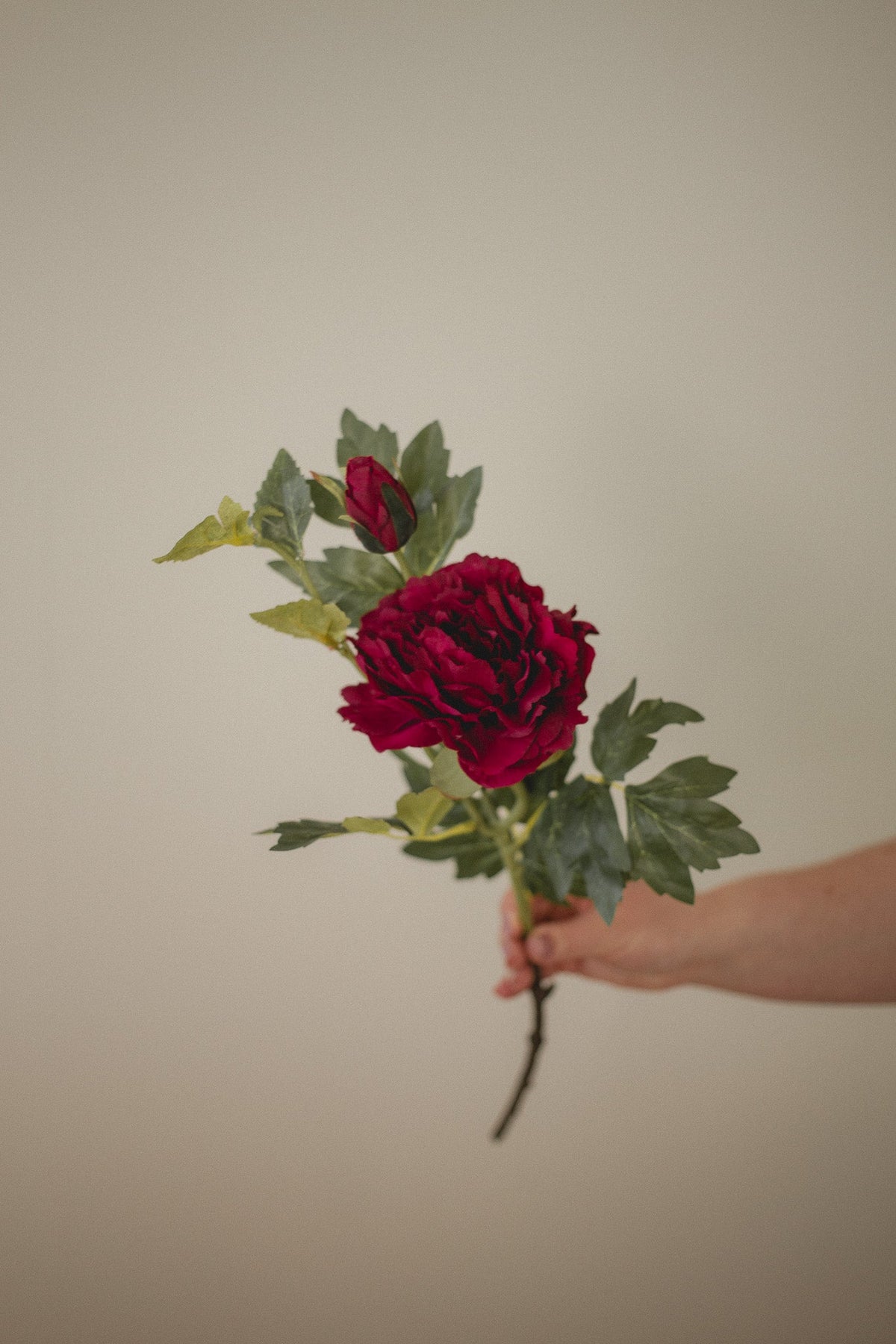 Pivoine de montagne