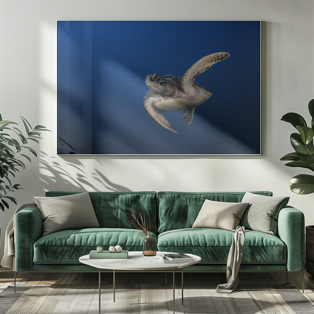 Art mural Tortue verte