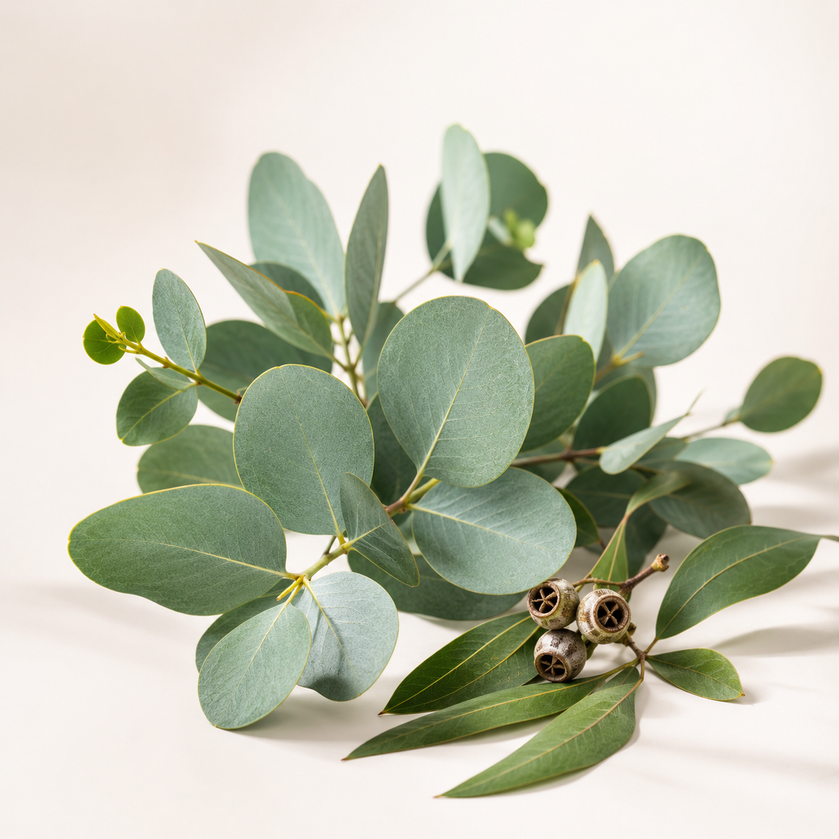Huile Essentielle d'Eucalyptus Amerindian #08