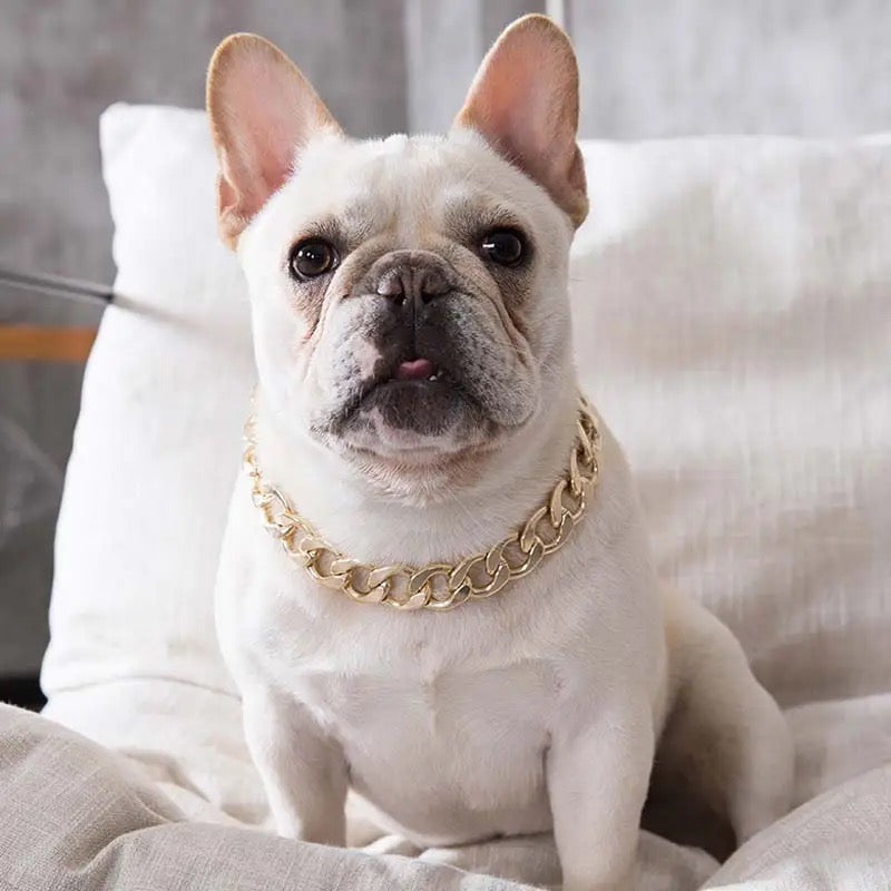 Collier de Chien Chaîne Or | Collier Chaîne pour Animaux de Compagnie