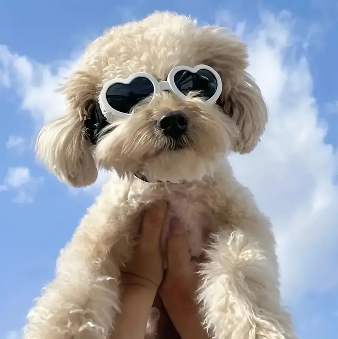 Lunettes en forme de cœur pour chien | Lunettes pour chien en forme de cœur