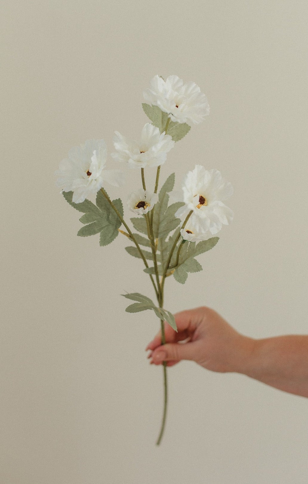 Nouvelle Tige Cosmos