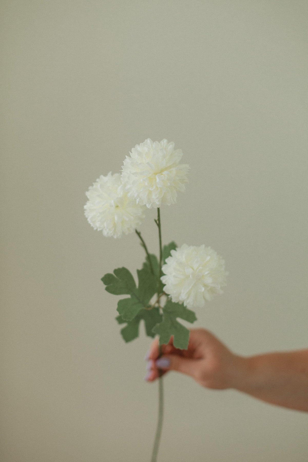 Pissenlit blanc