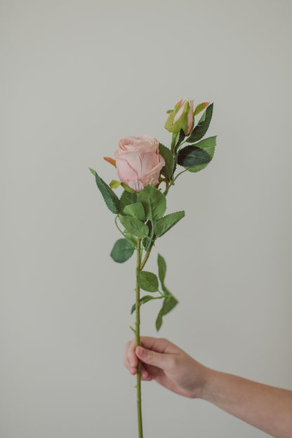 Rose classique