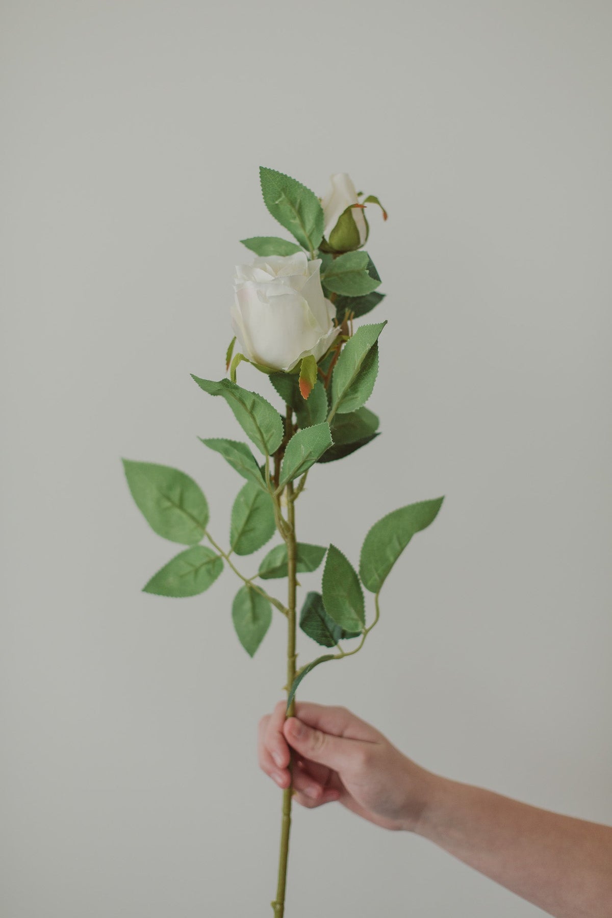 Rose classique