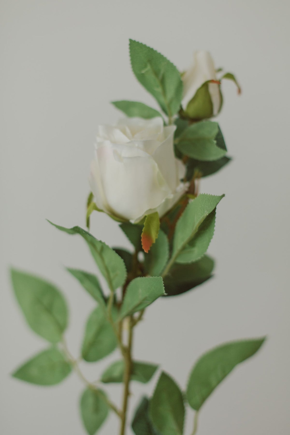 Rose classique