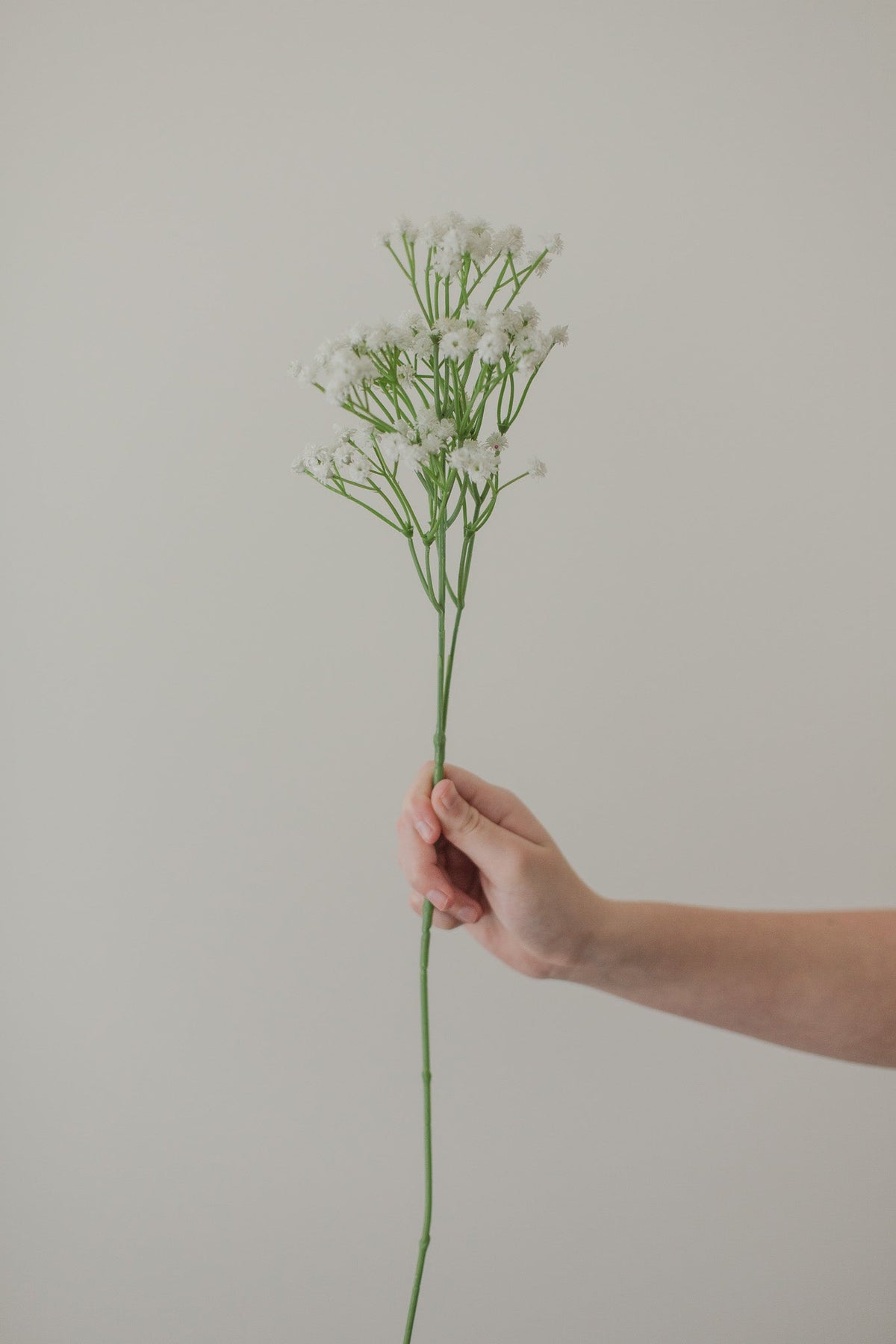 Gypsophile