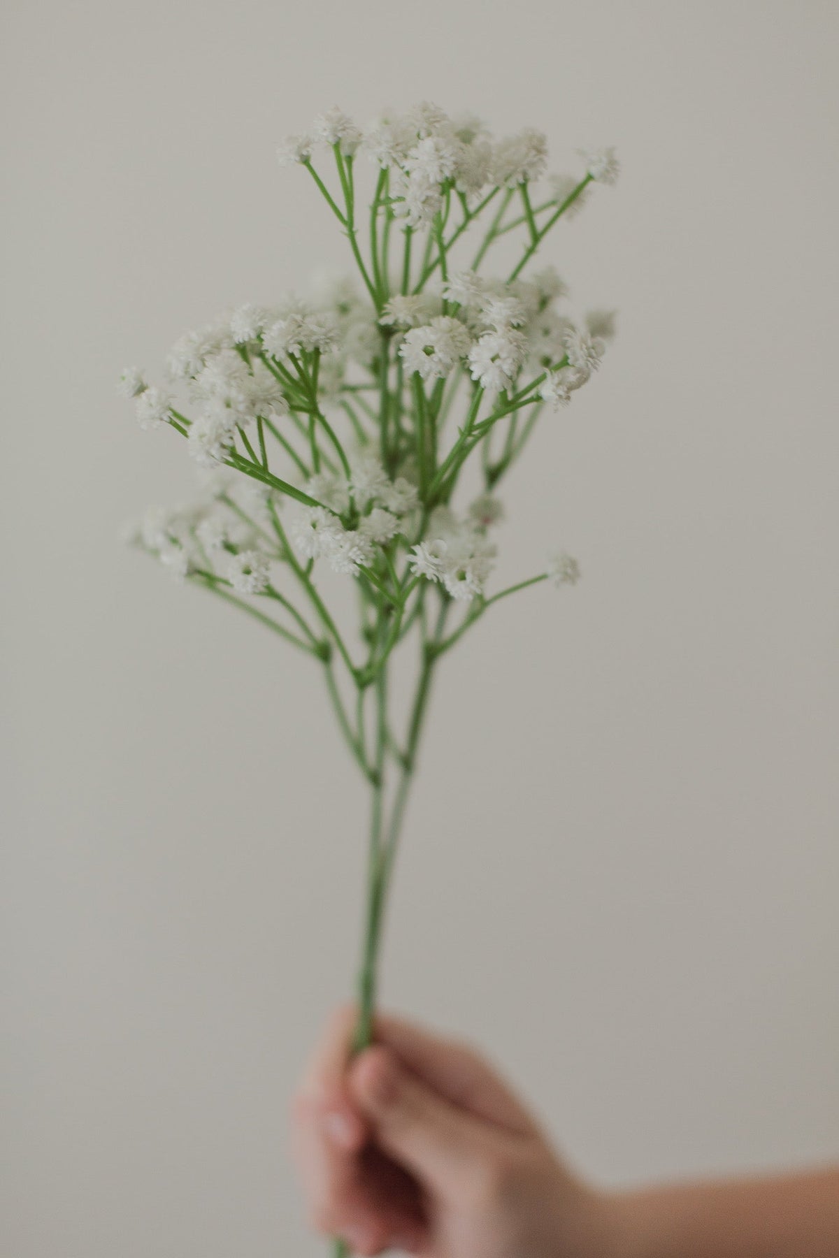 Gypsophile