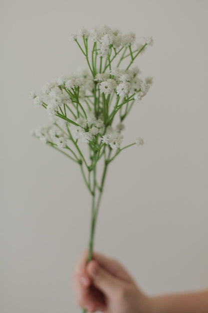 Gypsophile