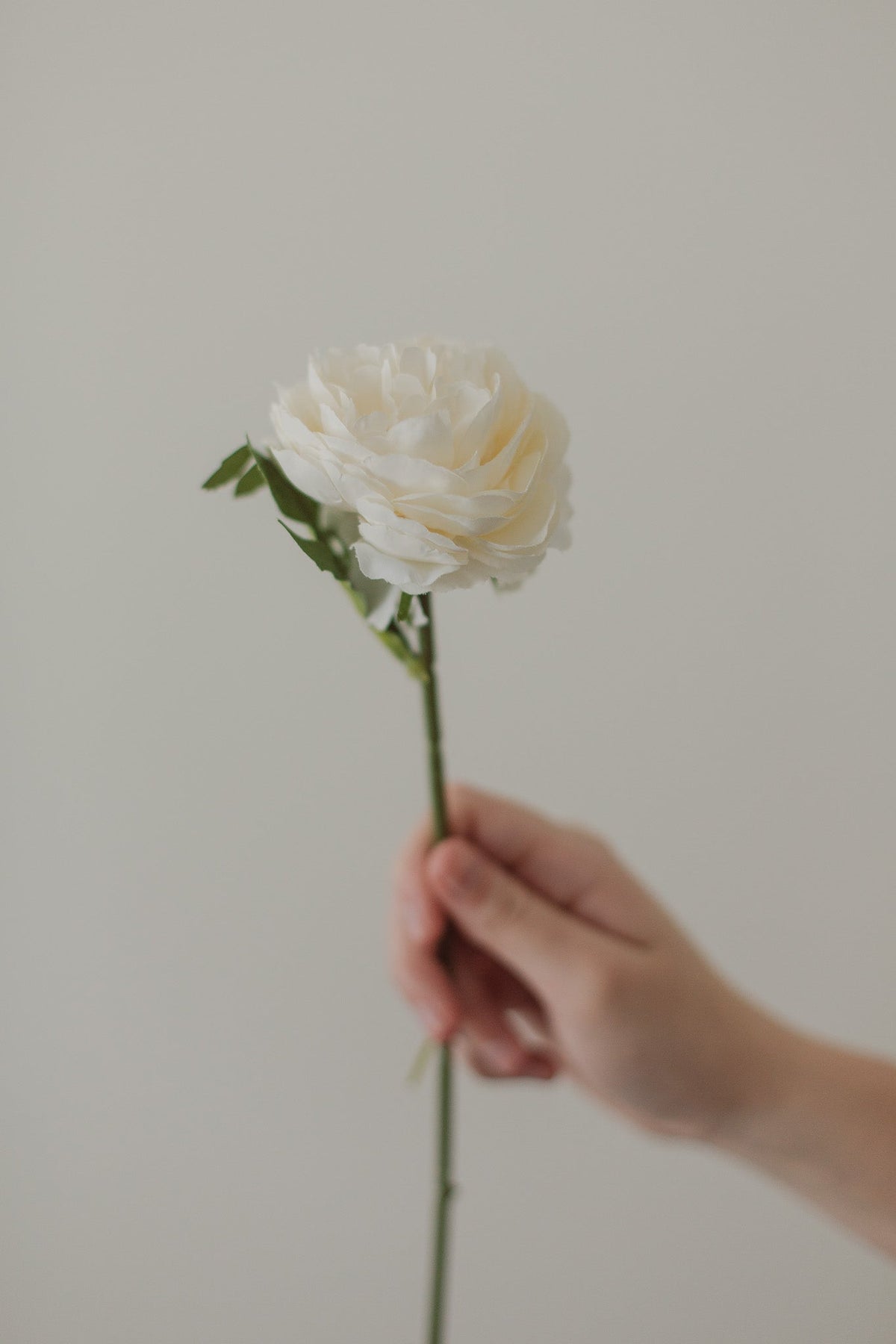 Rose anglaise