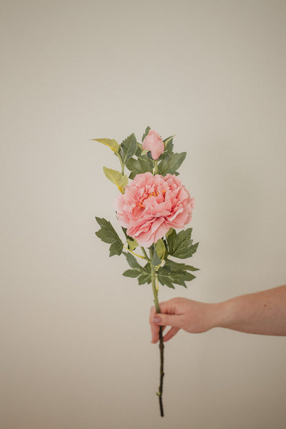 Pivoine de montagne