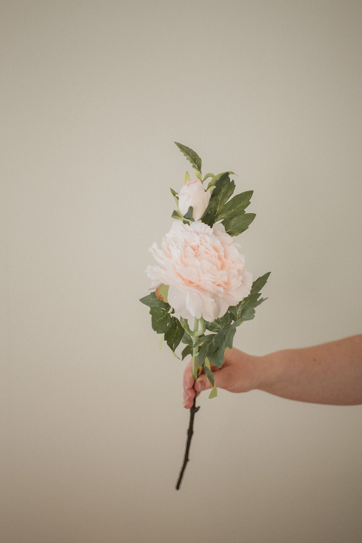Pivoine de montagne