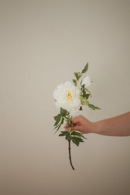 Pivoine de montagne
