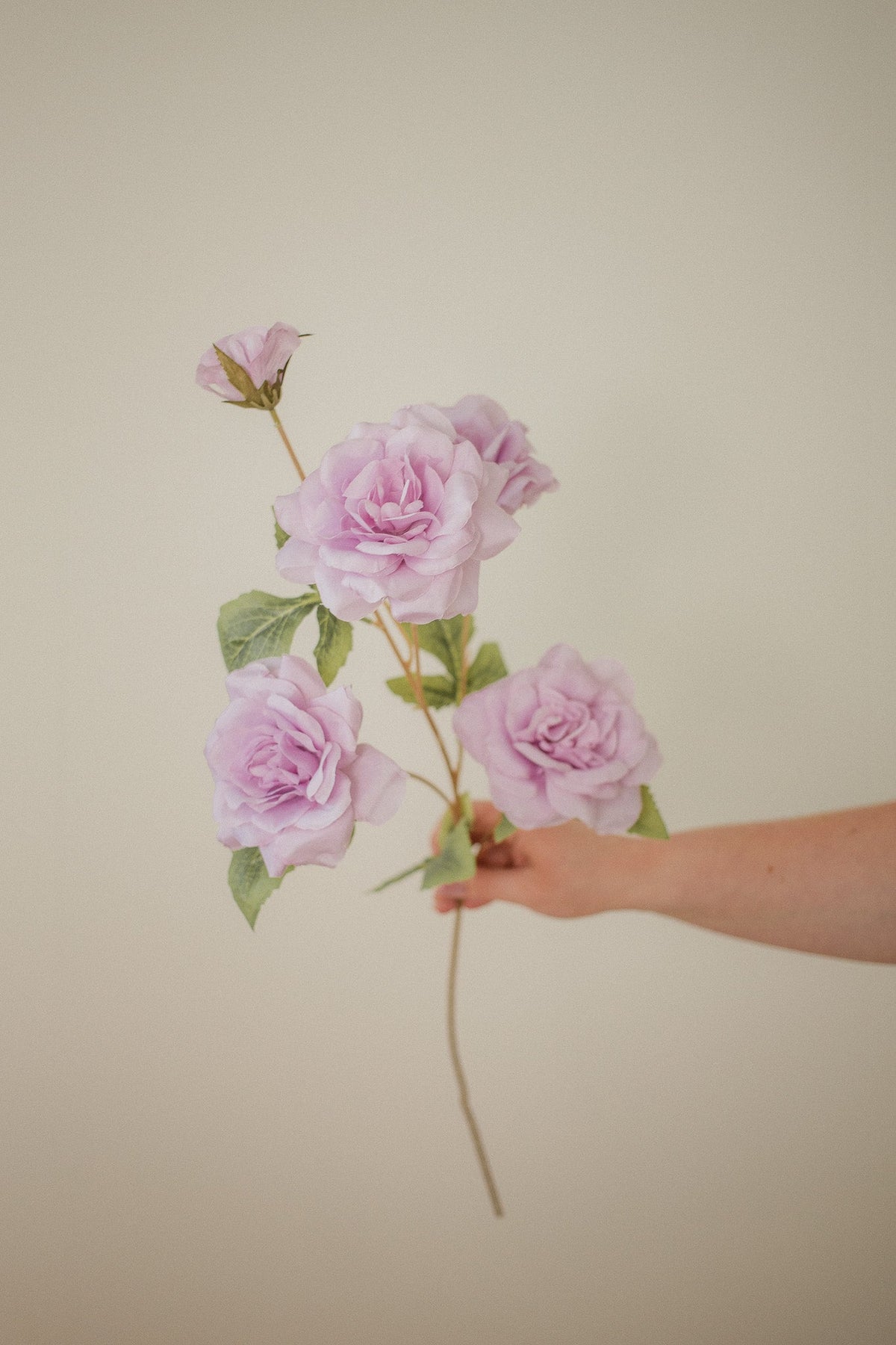 Branche de rose