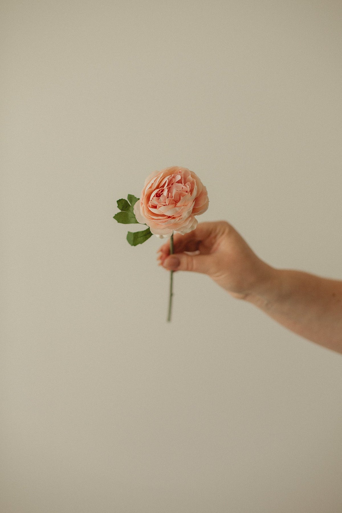 Rose anglaise