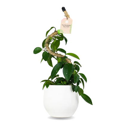 Le tuteur en fibre de coco flexible original™ - Meilleure vente (Ruban adhésif inclus)