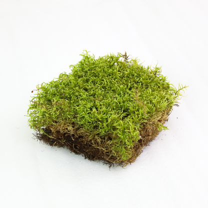 Mousse forestière canadienne naturelle - Revita-Moss™ (Pleurozium schreberi)