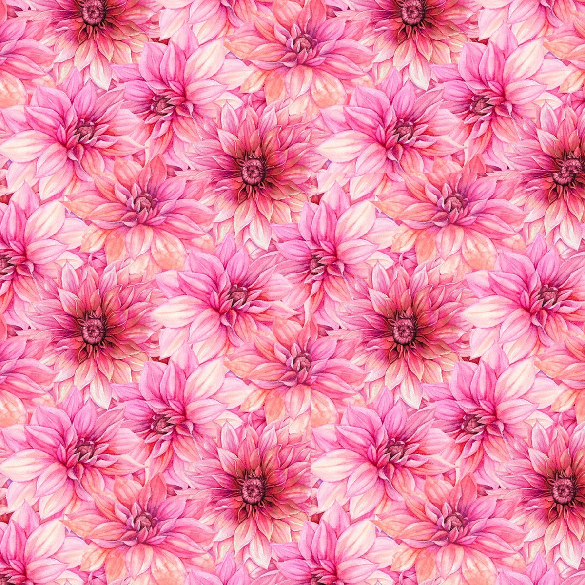 Cador - Nancy Mink - En fleurs - Rose