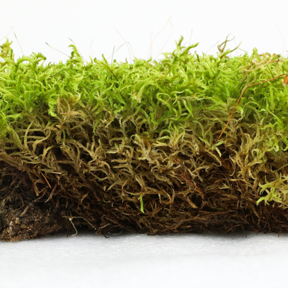 Mousse forestière canadienne naturelle - Revita-Moss™ (Pleurozium schreberi)