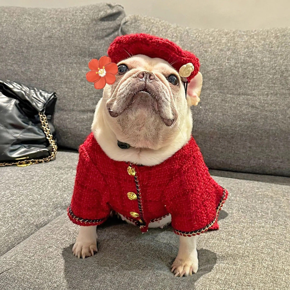 Robe et Chapeau pour Chien | Tenue en Tweed Chewnel pour Chien
