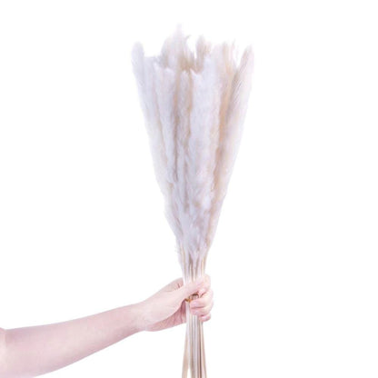 Grand bouquet de pampa beige 66 cm (lot de 30)