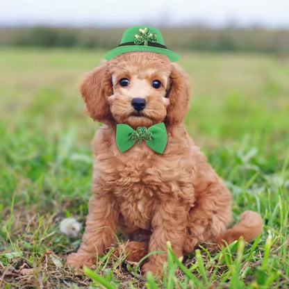 Ensemble de la Saint-Patrick – Ensemble d'accessoires de luxe festifs pour chiens