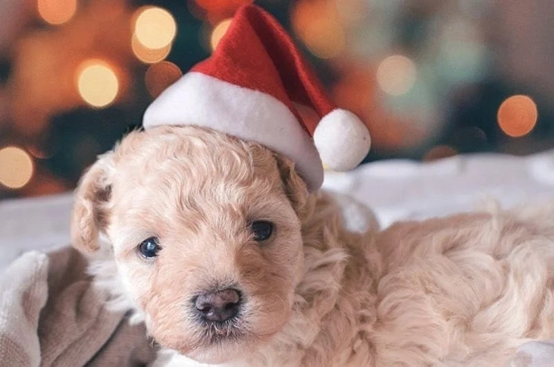 Chapeau de Père Noël classique pour chien | Accessoire de Noël pour animaux de compagnie