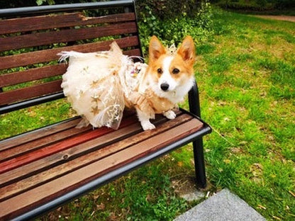 Robe florale d'automne pour chien | Tenue élégante de saison pour chien