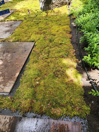Mousse forestière canadienne naturelle - Revita-Moss™ (Pleurozium schreberi)