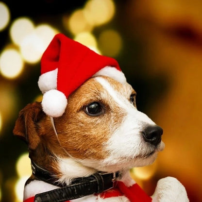 Chapeau de Père Noël classique pour chien | Accessoire de Noël pour animaux de compagnie