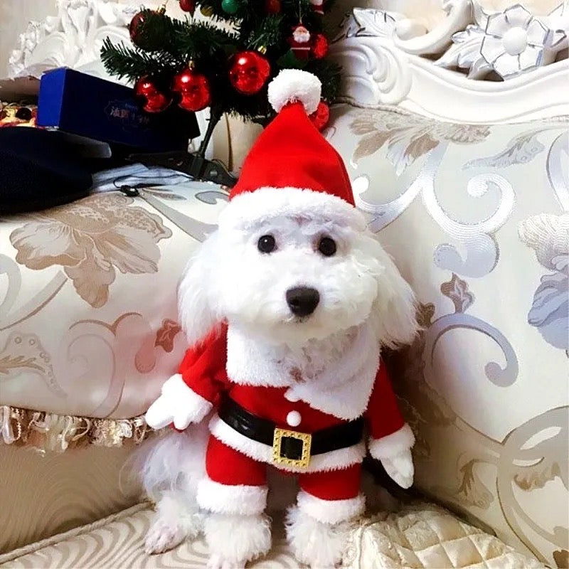 Tenue de chien « Santa Claws Is Coming » | Tenue de Noël pour chien