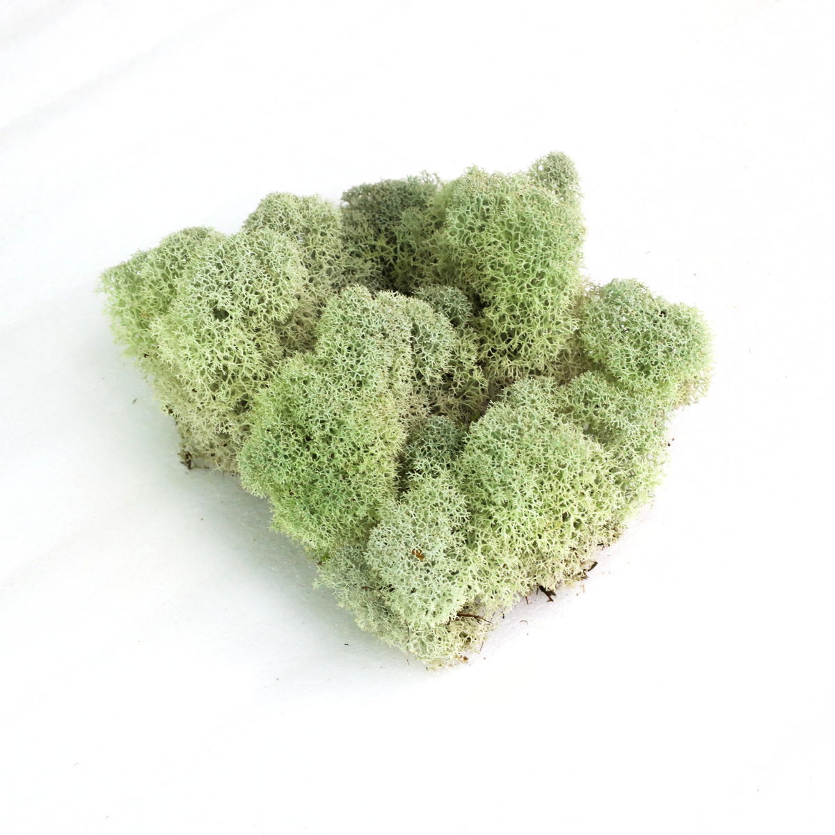 Natural Canadian Reindeer Moss - Revita™-Moss