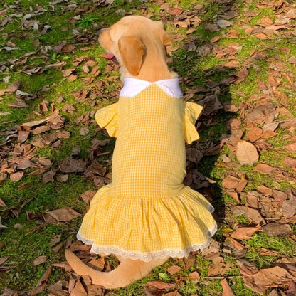 Robe Grand Chien