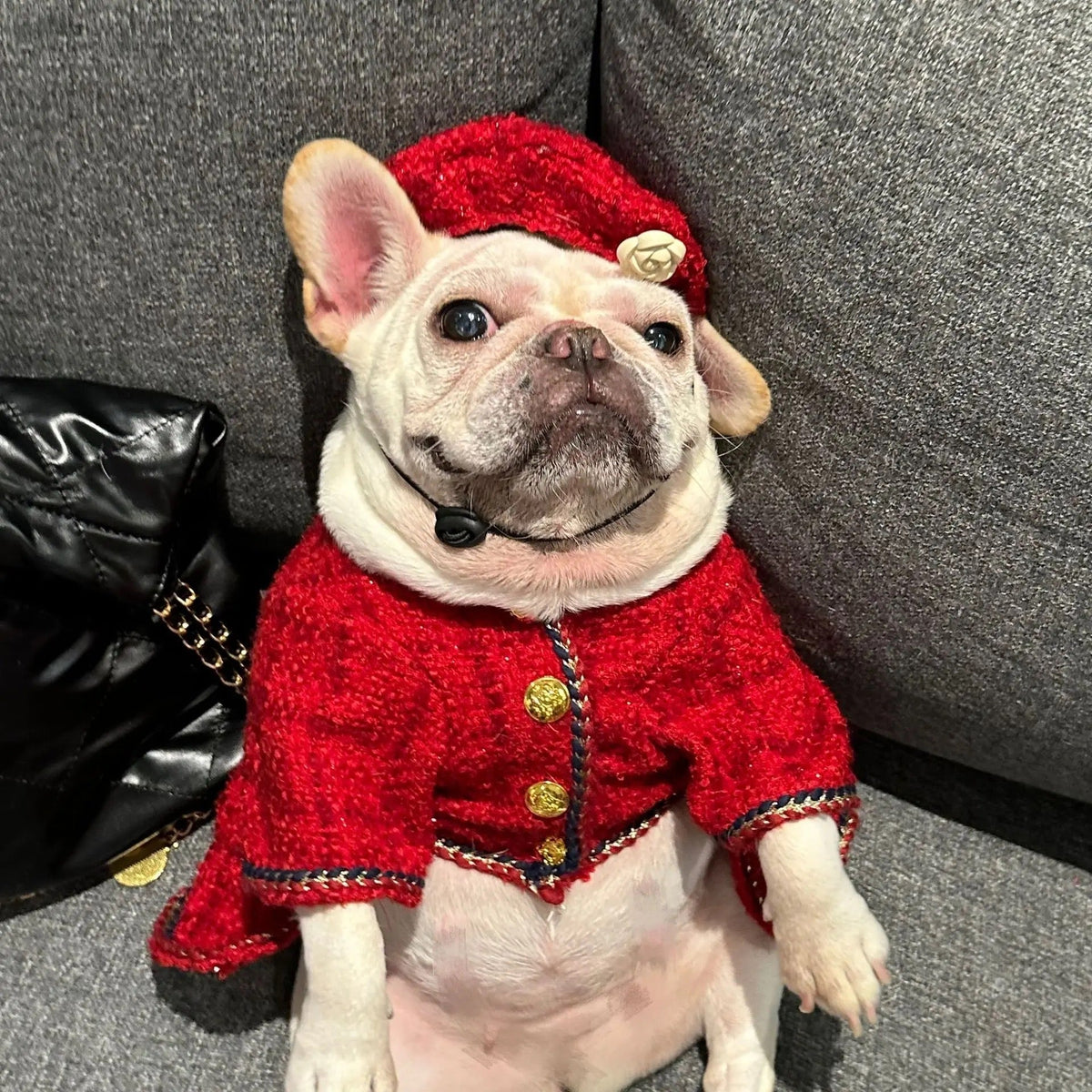 Robe et Chapeau pour Chien | Tenue en Tweed Chewnel pour Chien