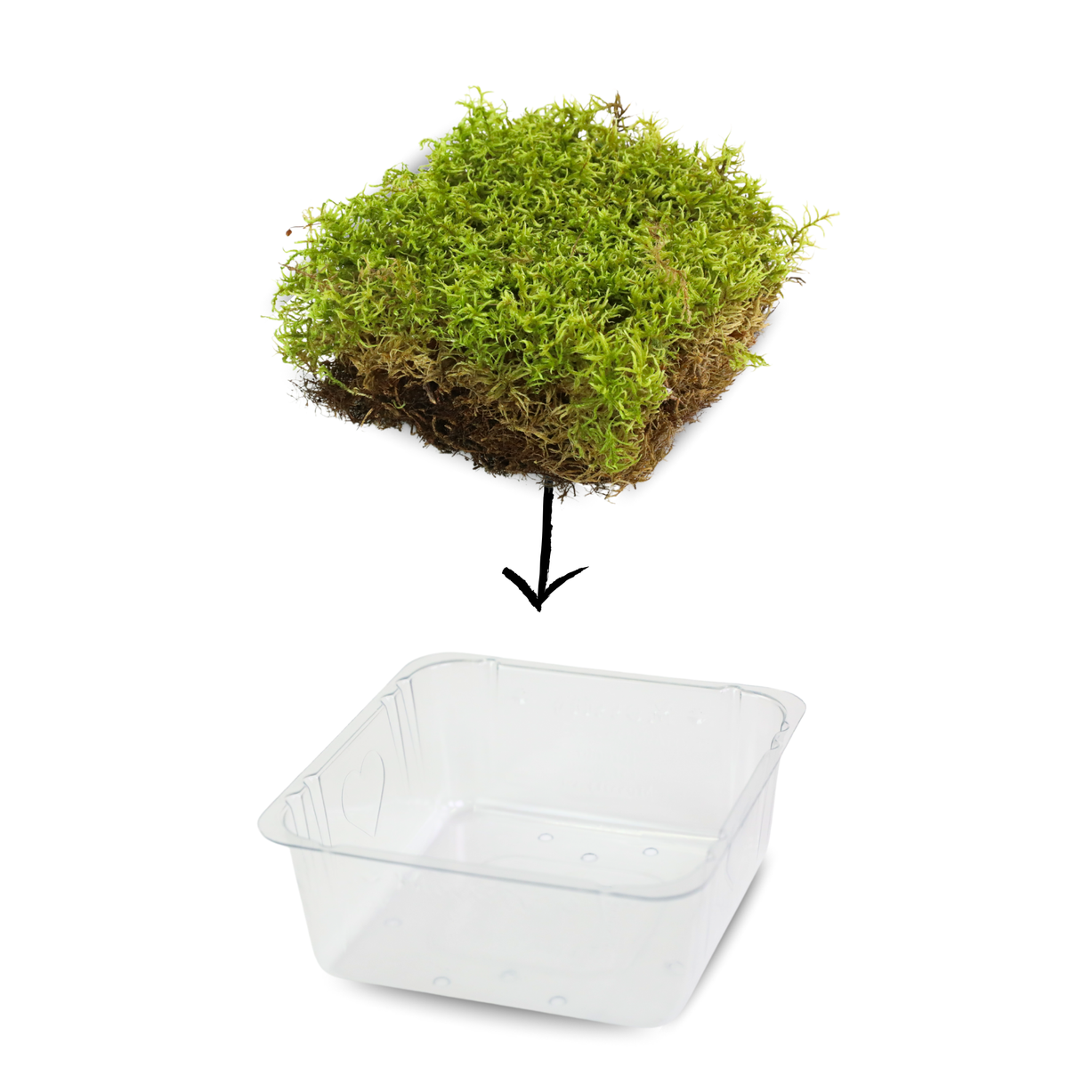 Mousse forestière canadienne naturelle - Revita-Moss™ (Pleurozium schreberi)