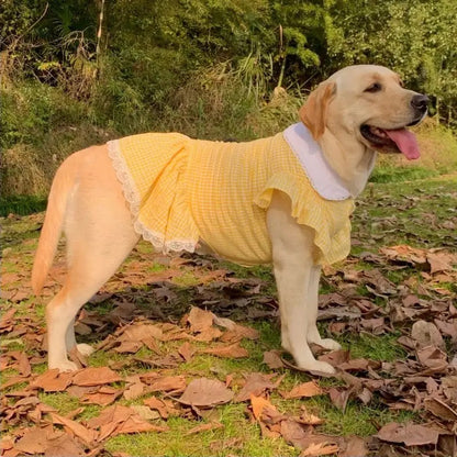 Robe Grand Chien