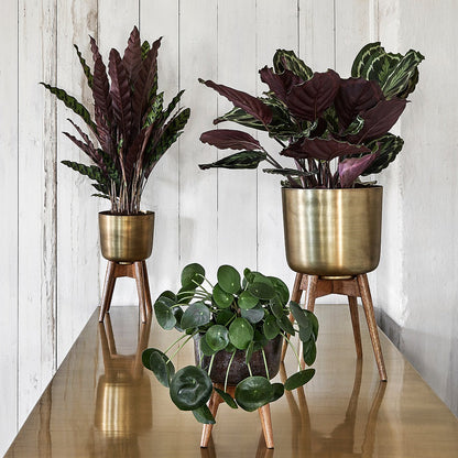 Atzi - Mid-Century Turned Wood Leg Planter Brass (Multiple Sizes)