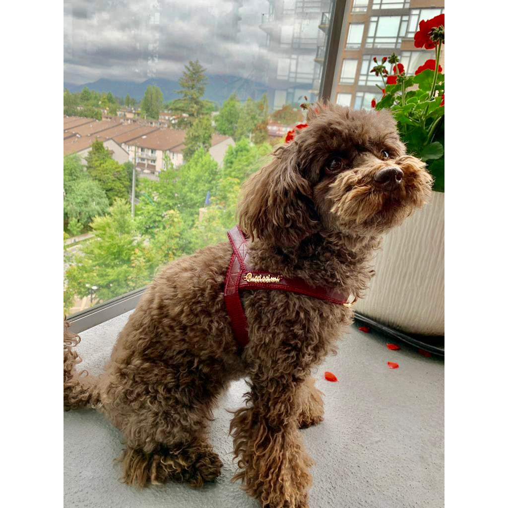 Harnais pour chien à clipser — Vin rouge