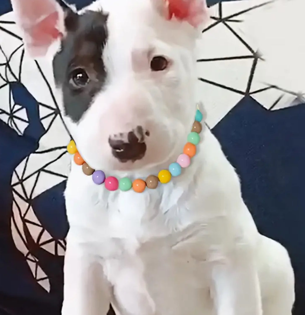 Collier pour chien Ashley | Collier pour chien perlé