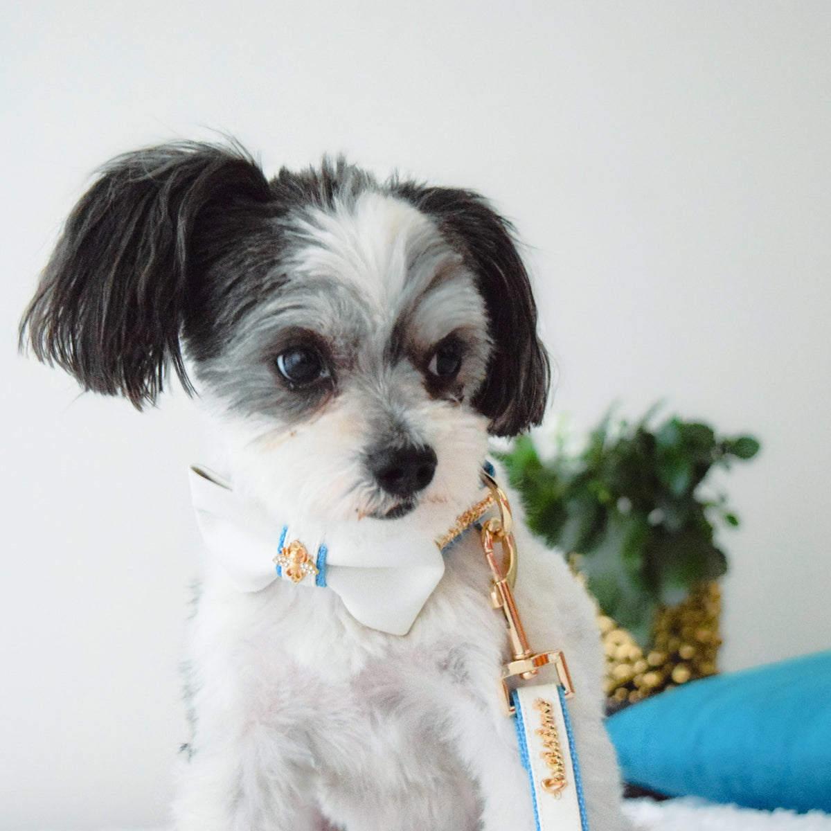 My Baby Boy Collar