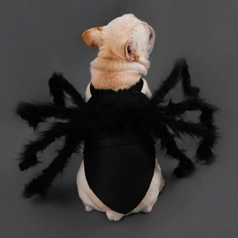 Costume d'araignée pour Halloween | Costume d'Halloween pour chien