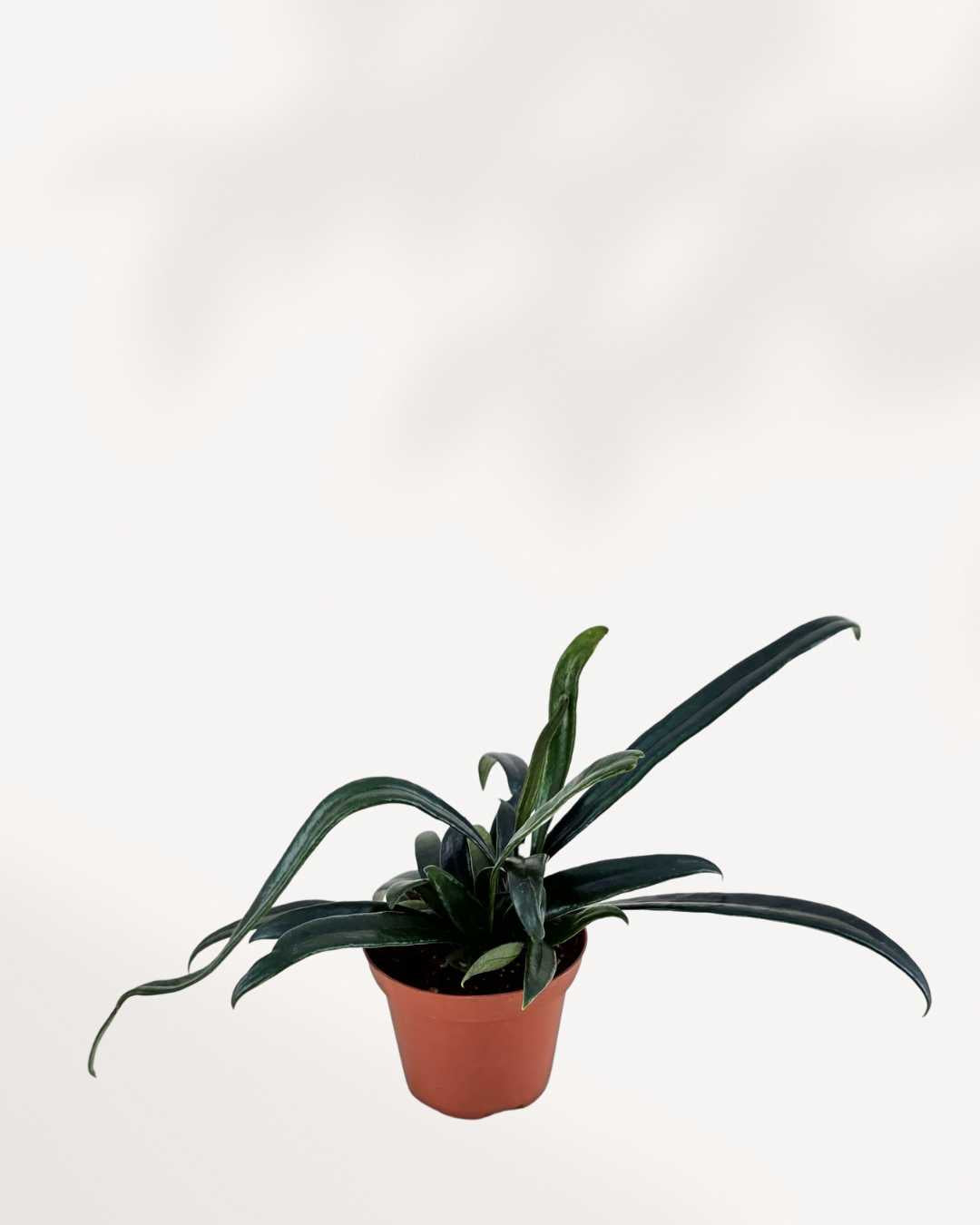 Phlebodium aureum
