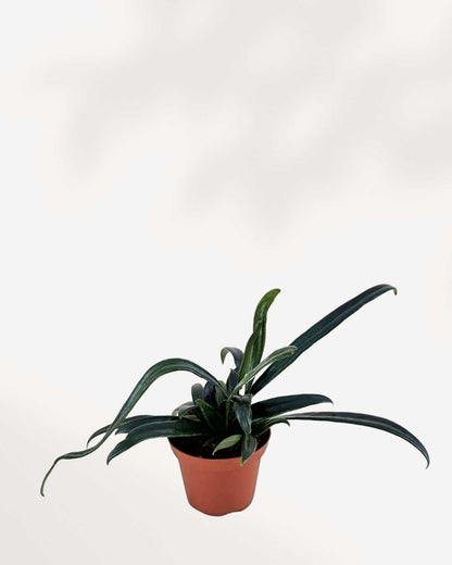 Phlebodium aureum