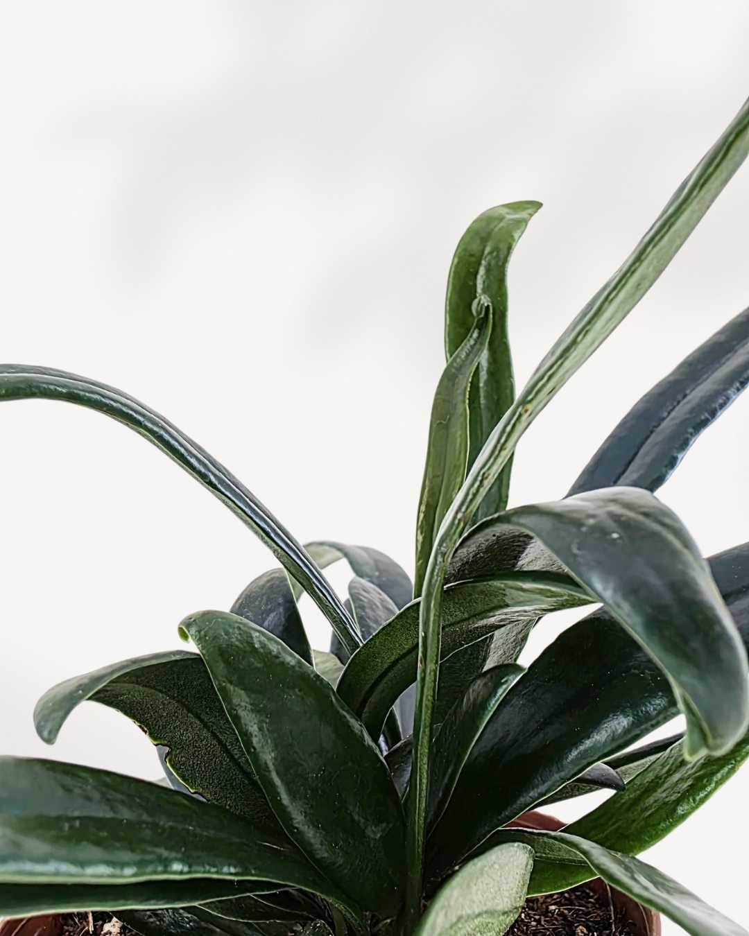 Phlebodium aureum
