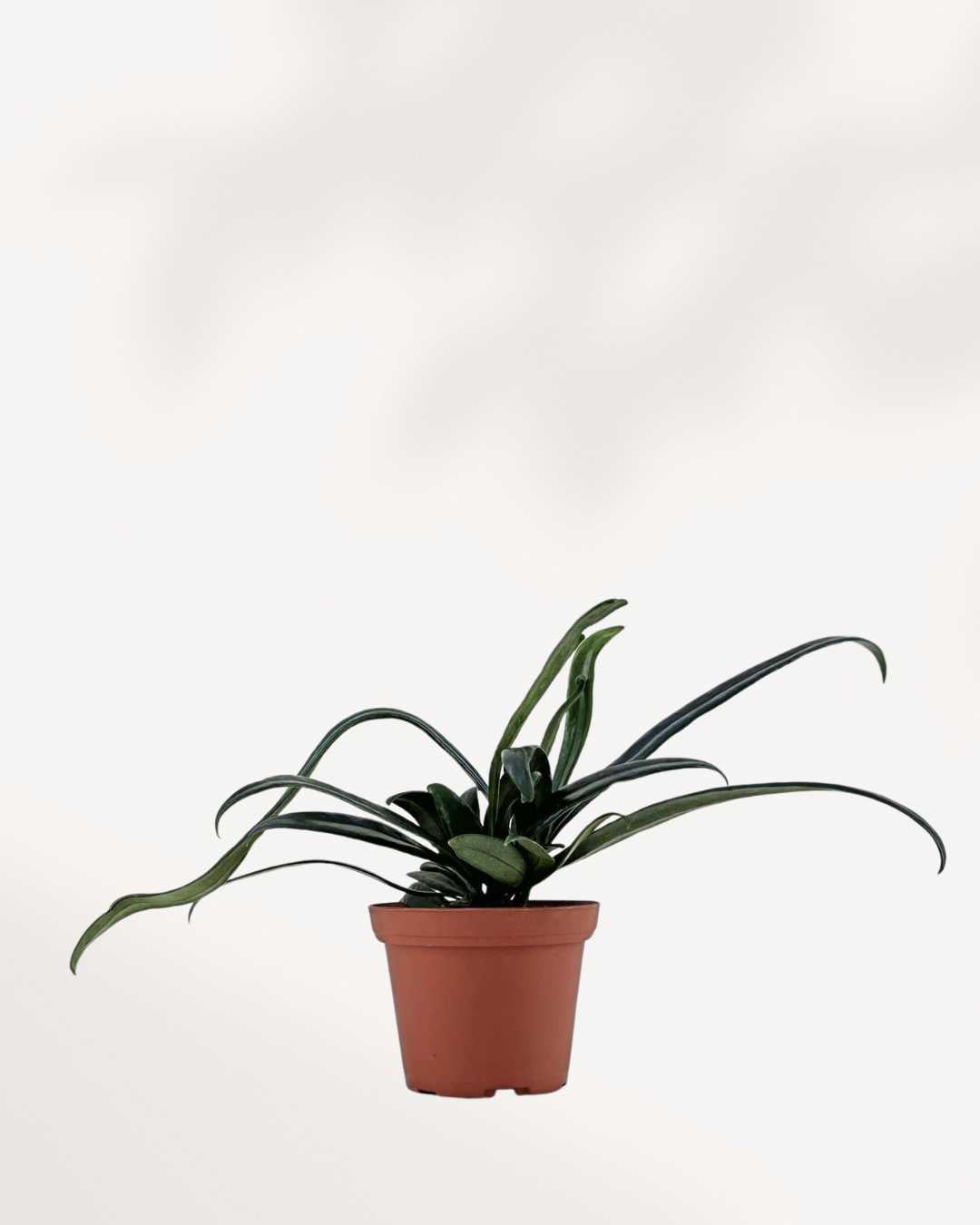 Phlebodium aureum