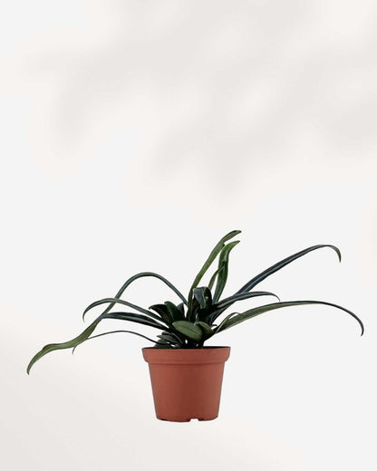 Phlebodium aureum
