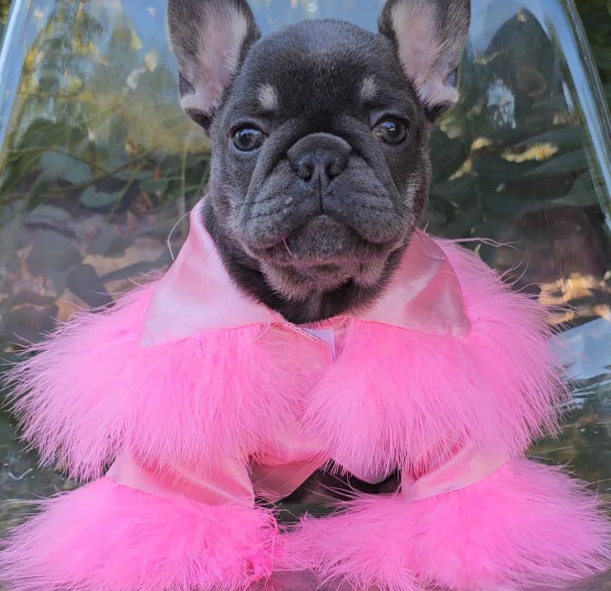 Robe Princesa pour chien | Robe de luxe pour animaux de compagnie